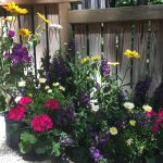 Colorful pots of flowers against a wooden fence